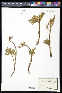 Botrychium schaffneri image