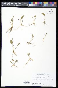 Ophioglossum petiolatum image