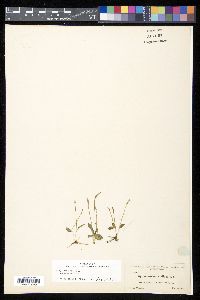 Ophioglossum nudicaule image