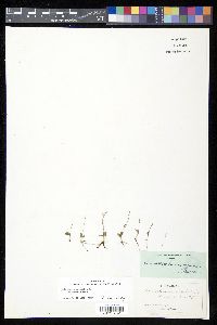 Ophioglossum nudicaule image