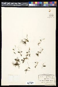 Ophioglossum nudicaule image