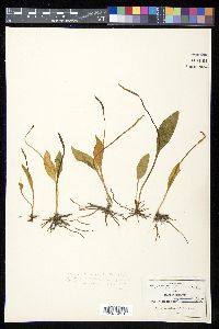 Ophioglossum engelmannii image