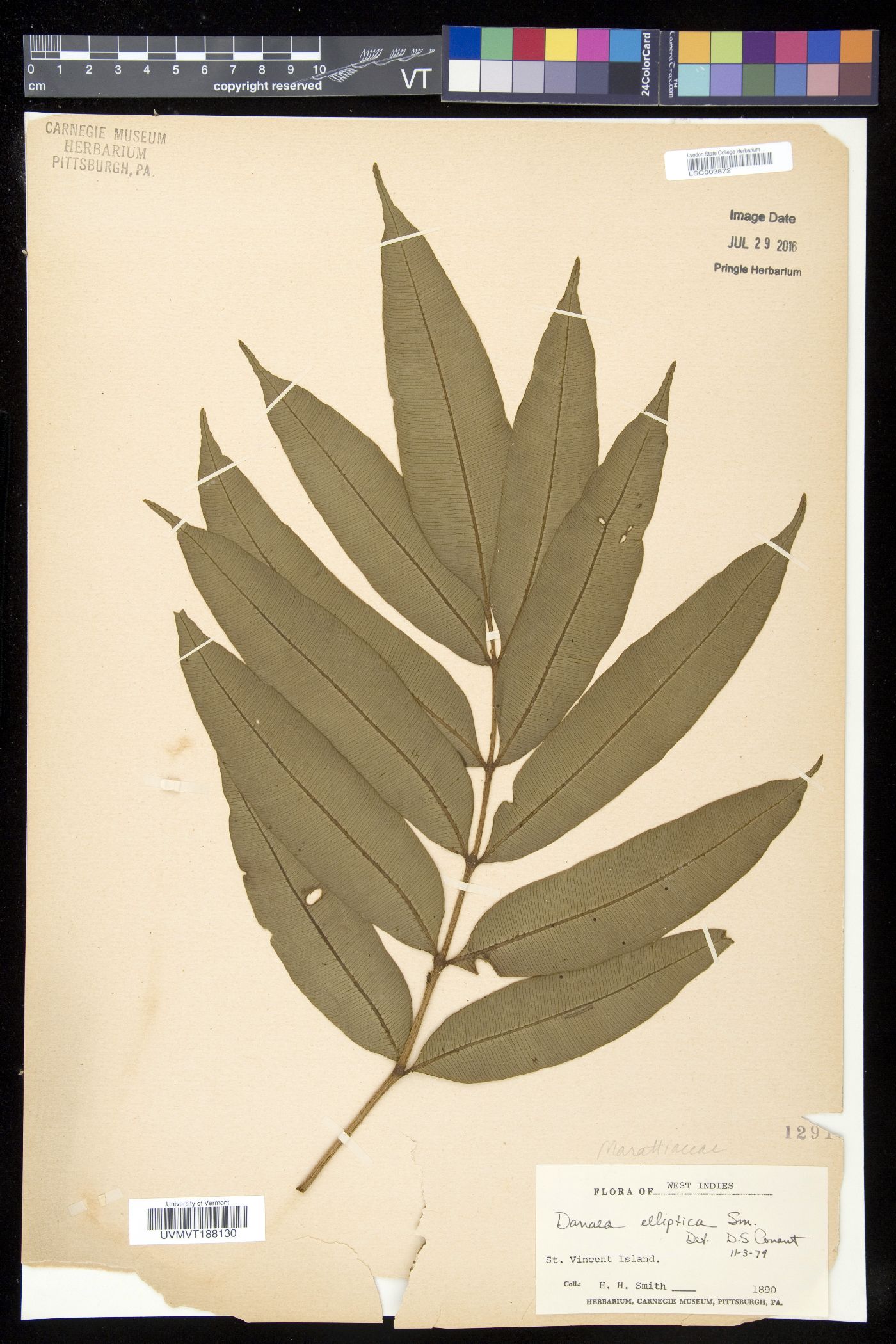 Danaea elliptica image