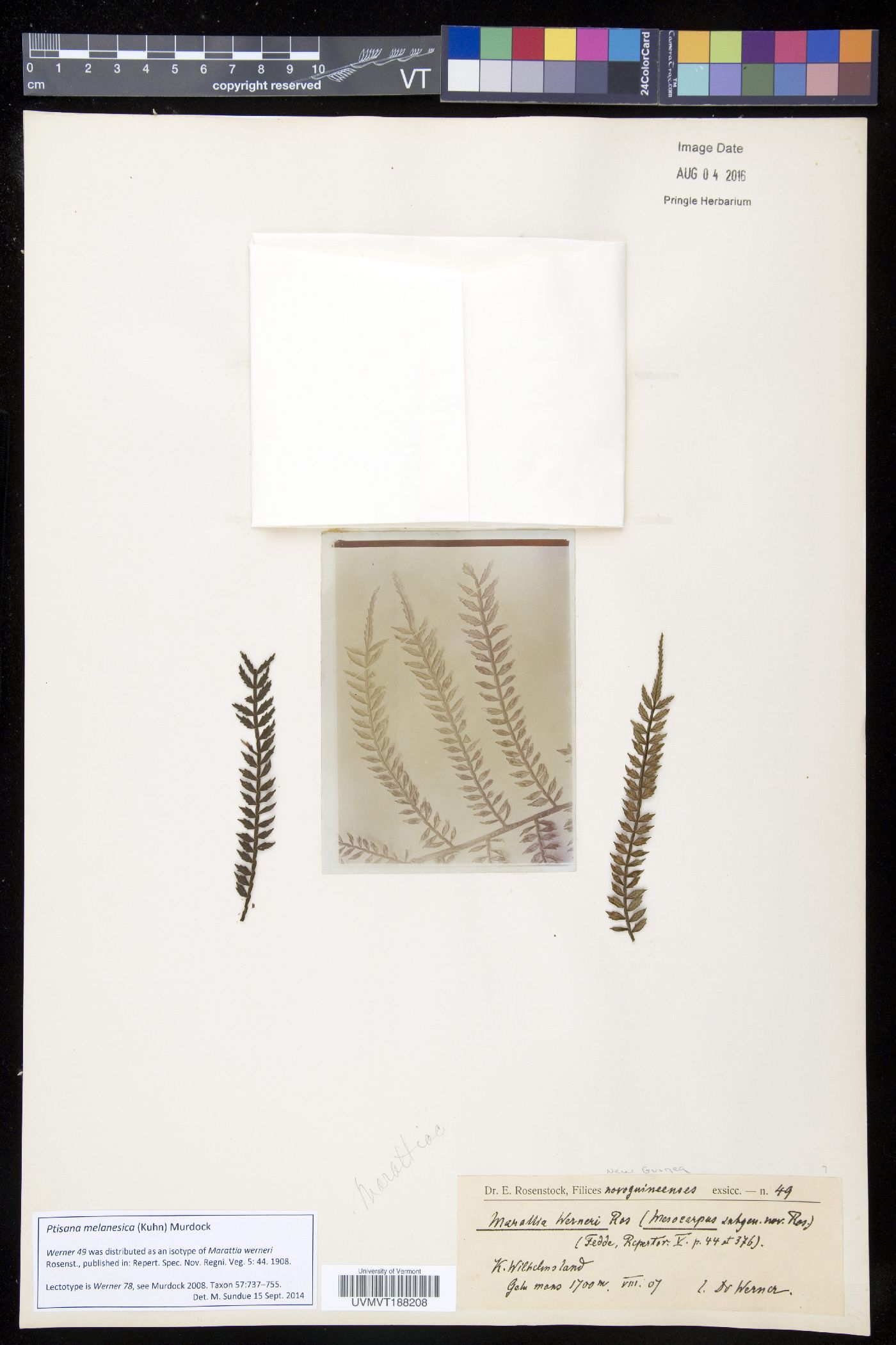 Ptisana melanesica image