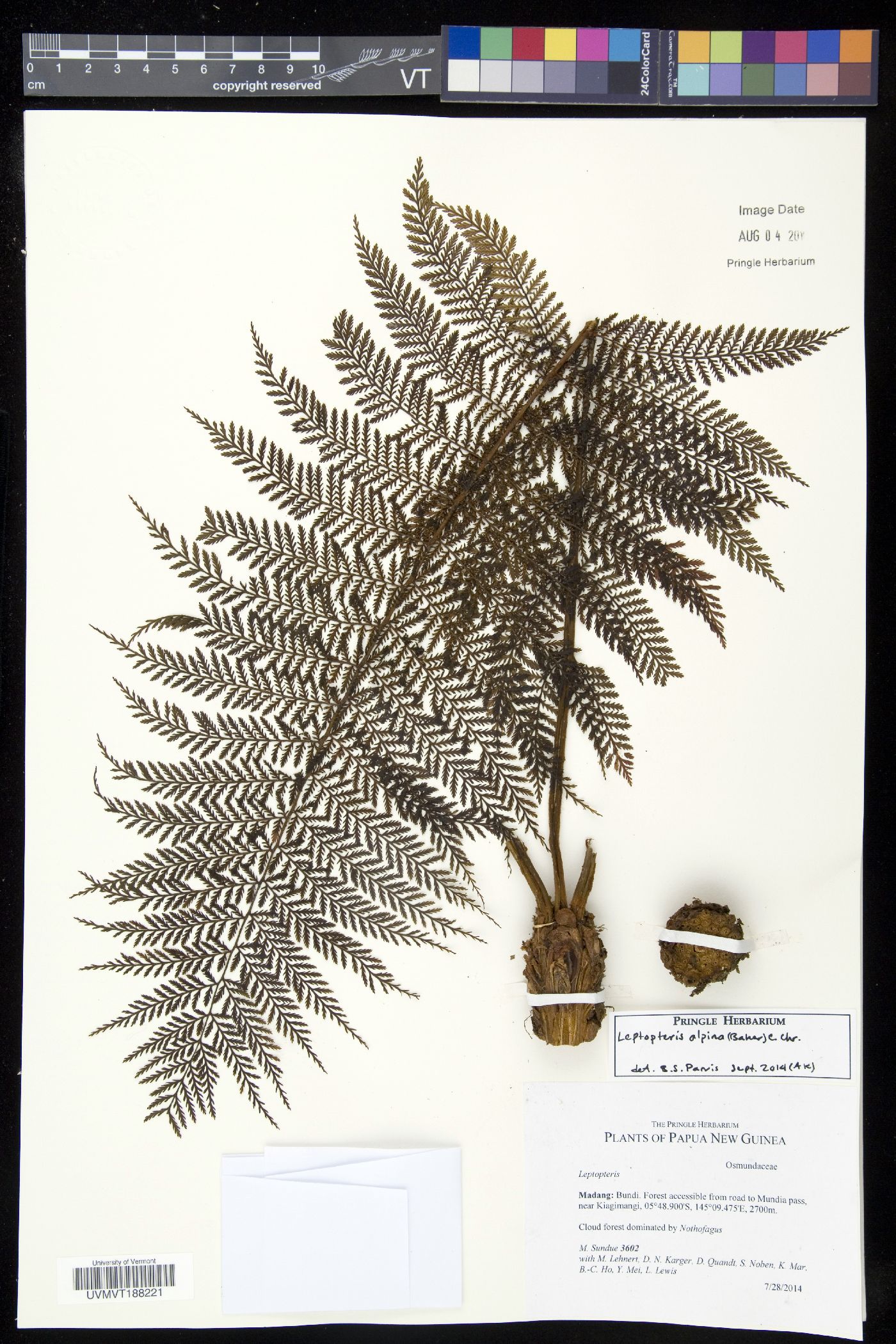 Leptopteris alpina image