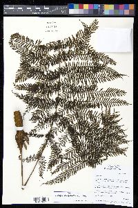 Leptopteris alpina image