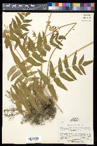 Osmunda japonica image