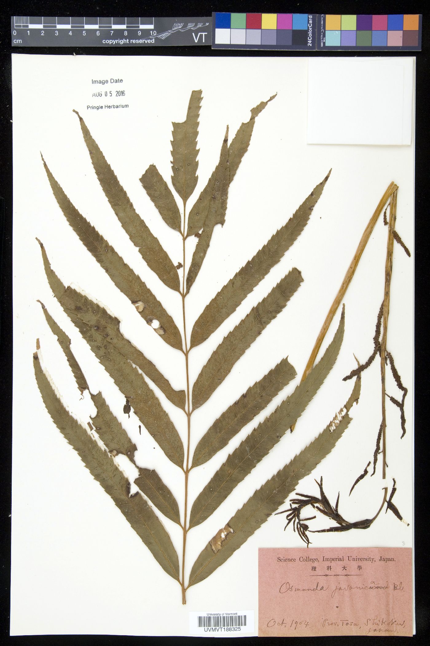 Osmunda japonica image