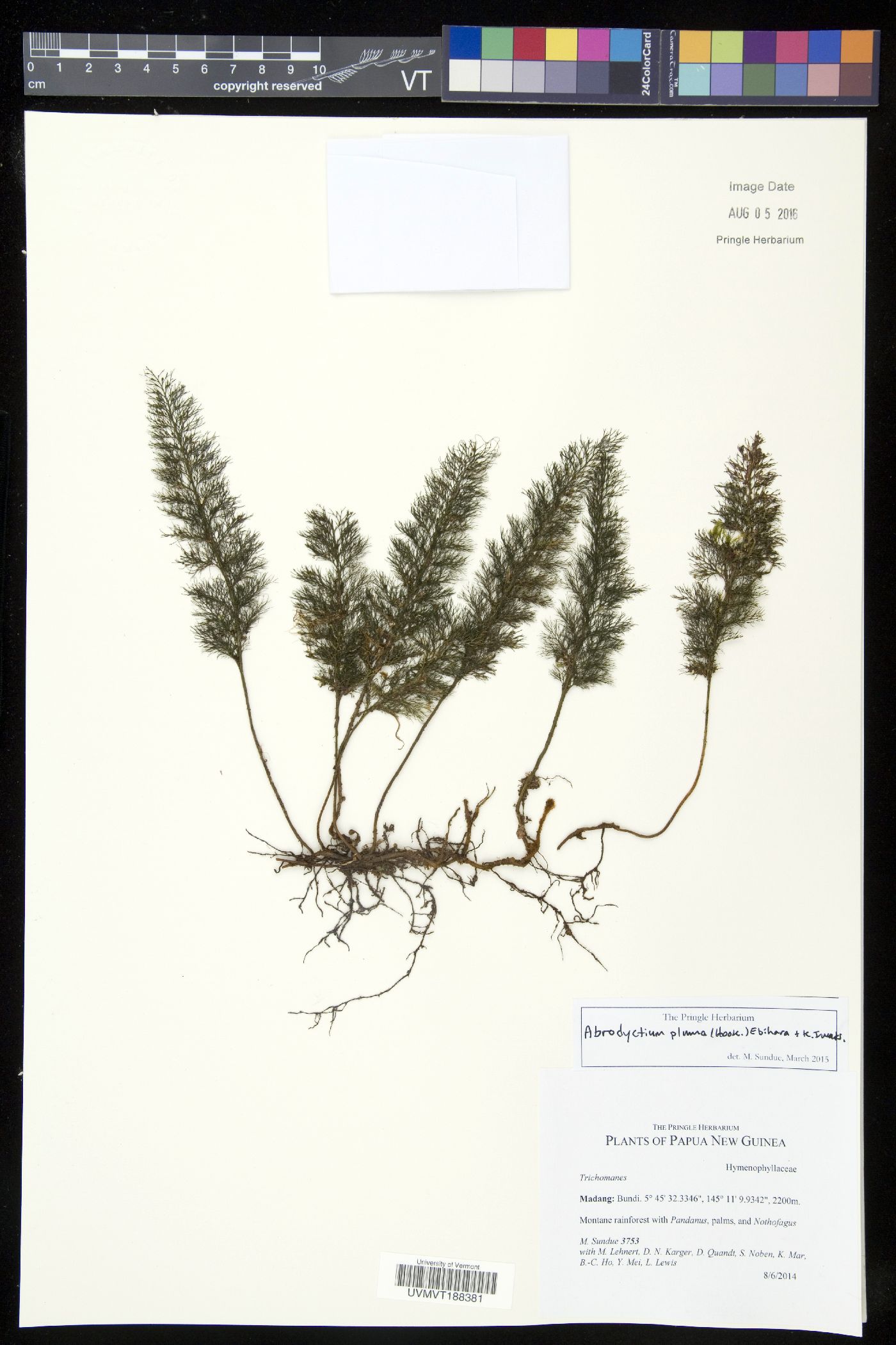 Abrodictyum pluma image