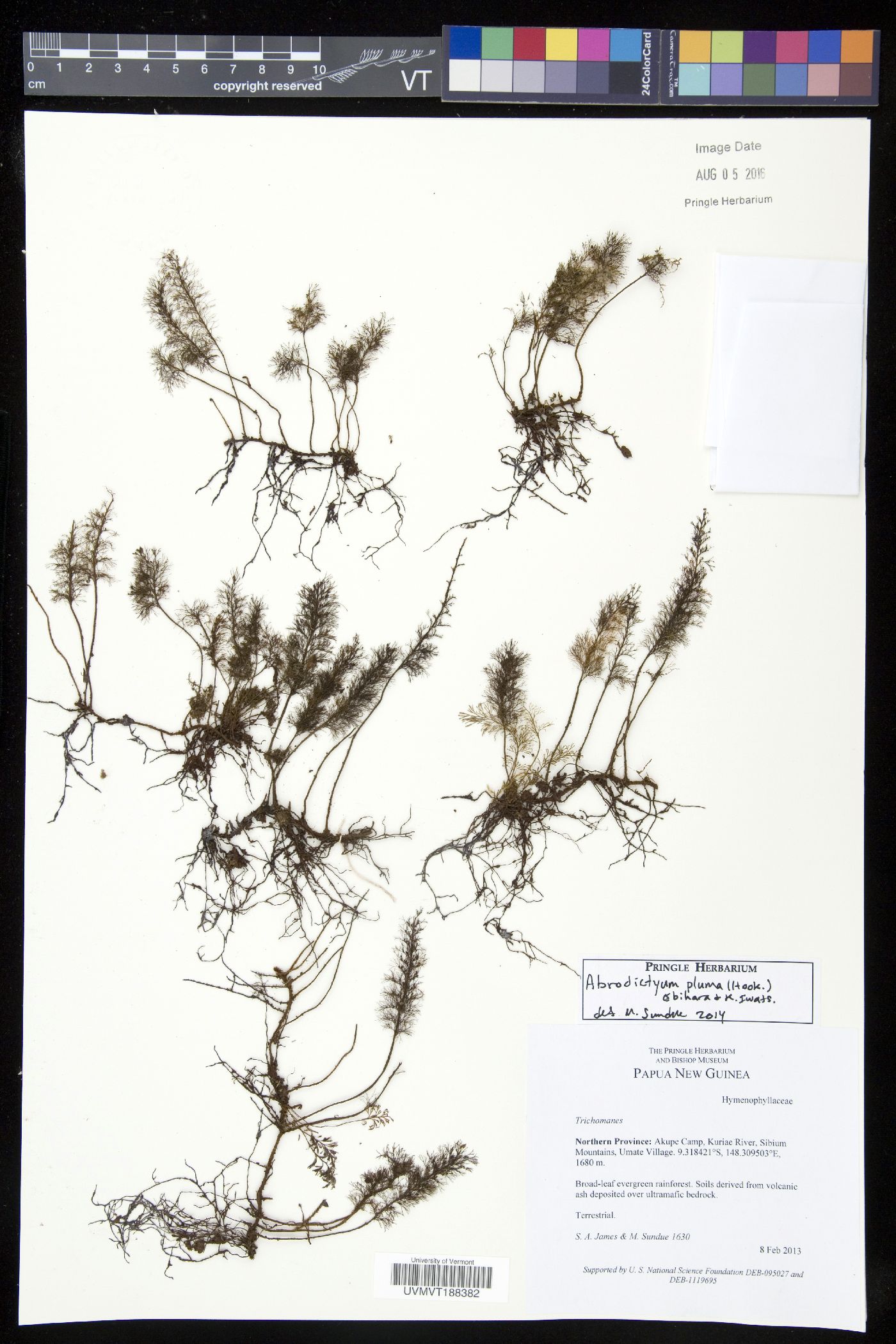 Abrodictyum image