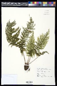 Callistopteris apiifolia image