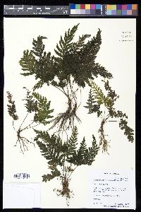 Abrodictyum obscurum image