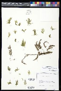 Polyphlebium venosum image