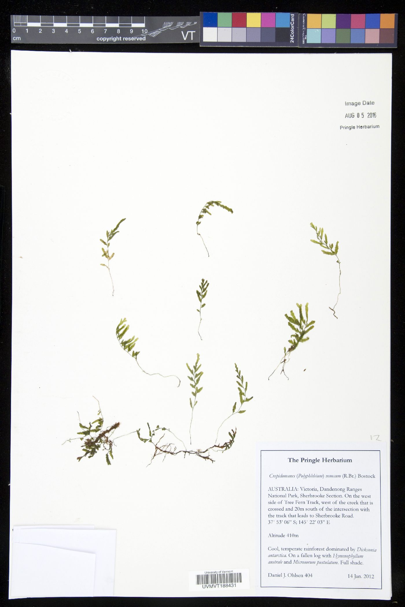 Polyphlebium venosum image