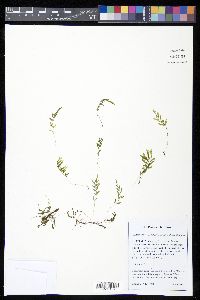 Polyphlebium venosum image
