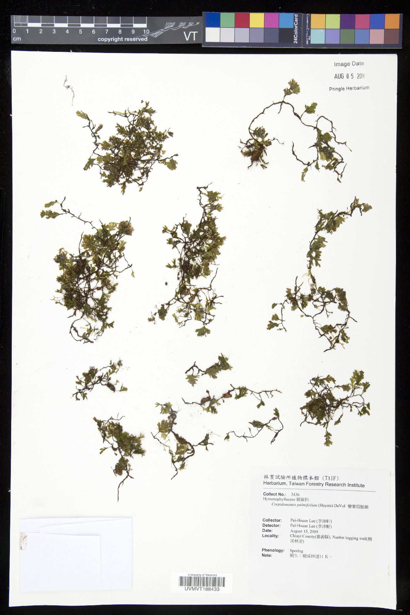Crepidomanes palmifolium image