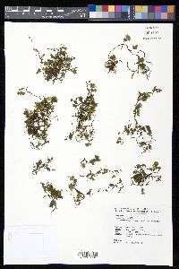 Crepidomanes palmifolium image