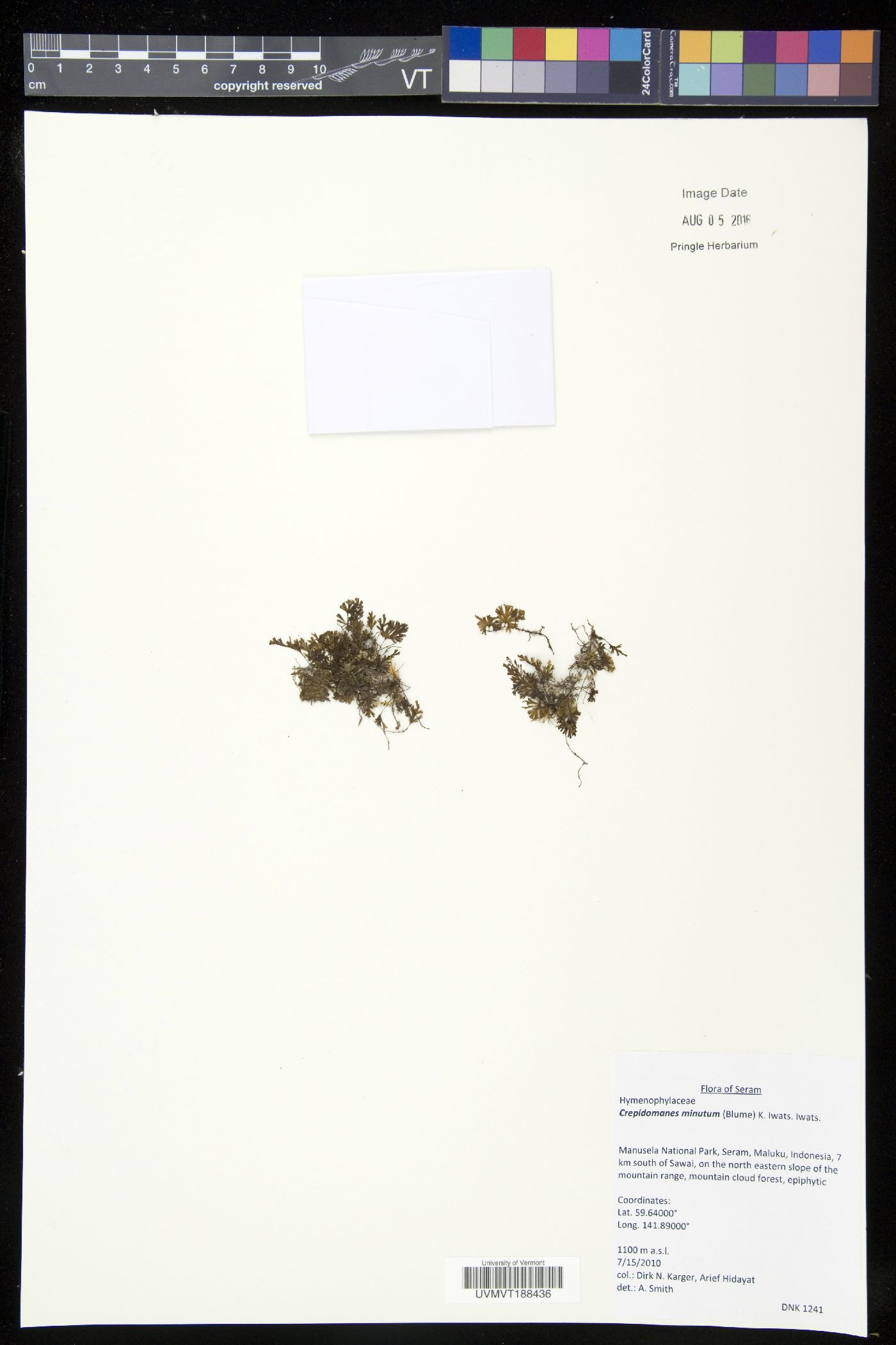 Crepidomanes minutum image