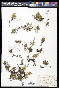 Crepidomanes bipunctatum image
