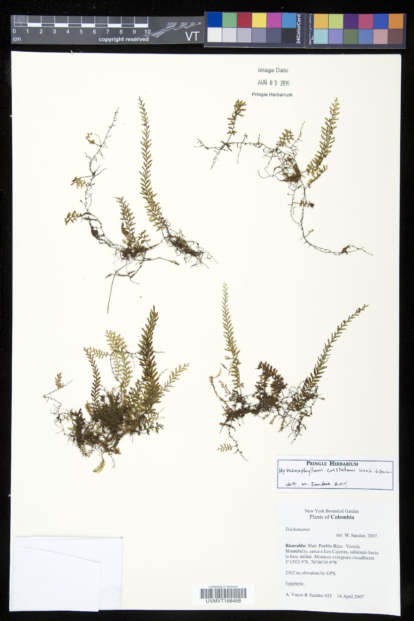 Hymenophyllum cristatum image