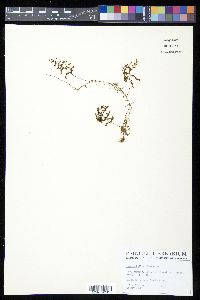 Hymenophyllum lineare image