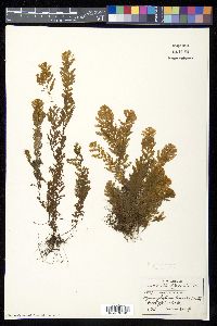 Hymenophyllum lineare image