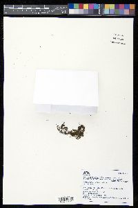 Hymenophyllum tunbrigense image