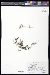 Hymenophyllum tunbrigense image