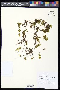 Hymenophyllum trapezoidale image