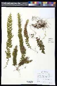 Hymenophyllum tegularis image