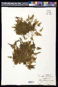 Hymenophyllum tegularis image