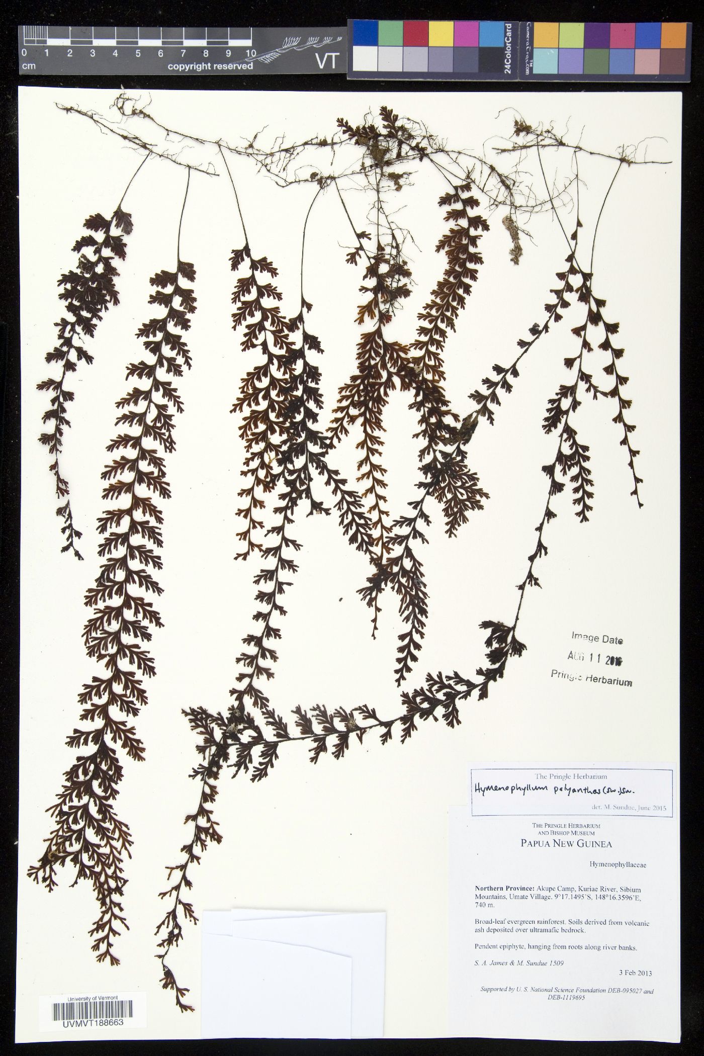 Hymenophyllum copelandii image