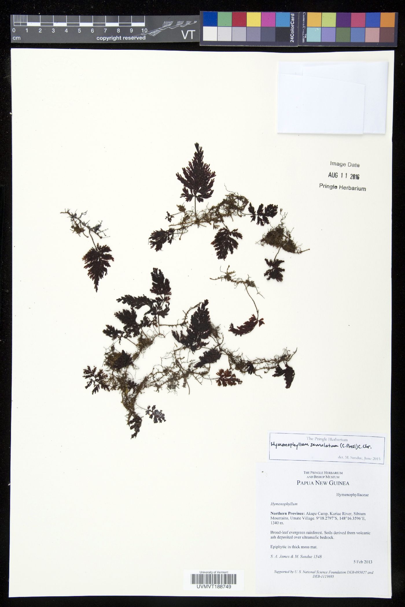Hymenophyllum serrulatum image