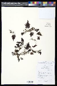 Hymenophyllum serrulatum image