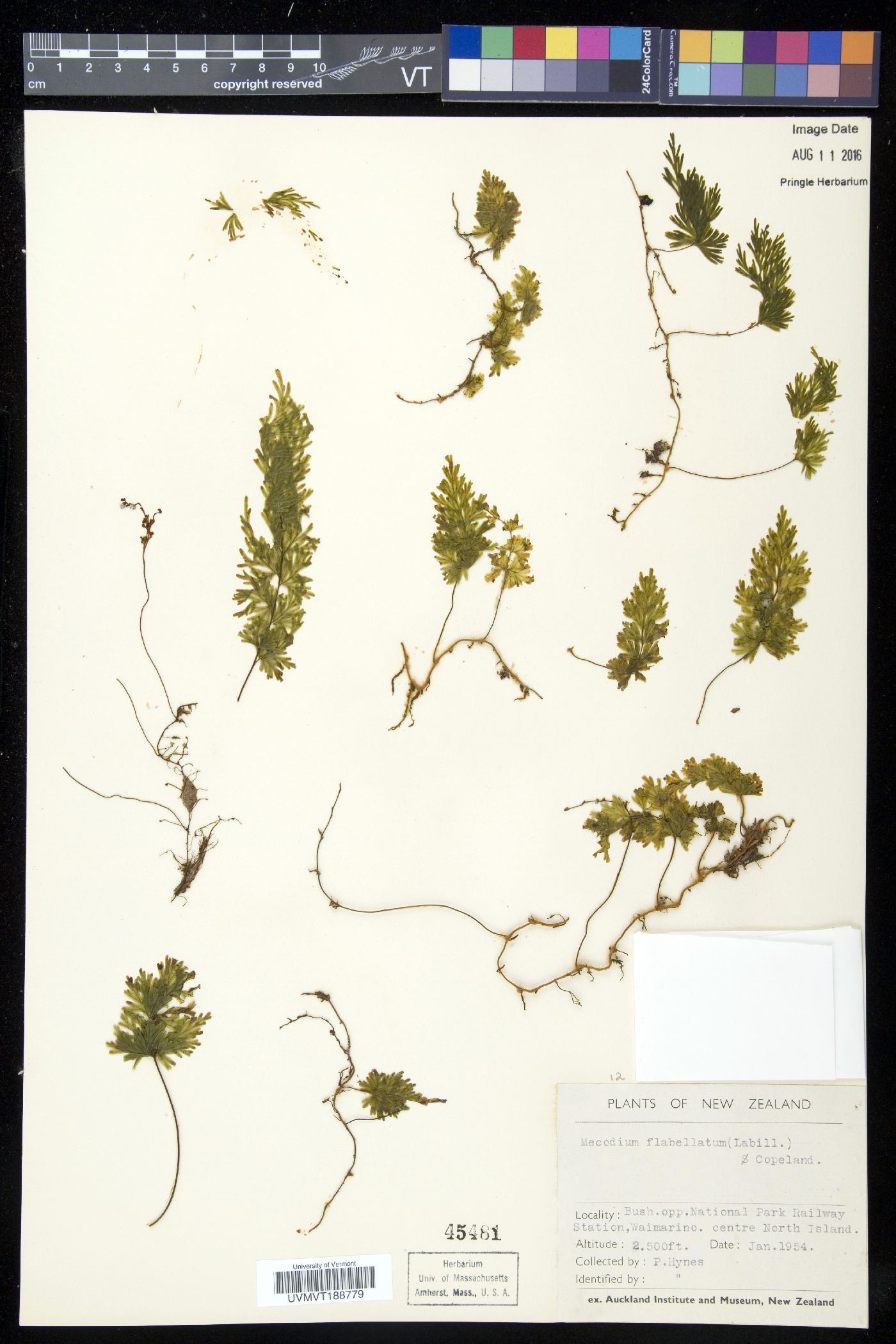 Hymenophyllum flabellatum image