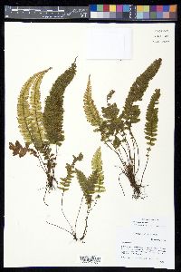 Trichomanes crispum image