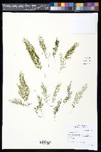 Trichomanes capillaceum image