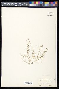 Polyphlebium capillaceum image