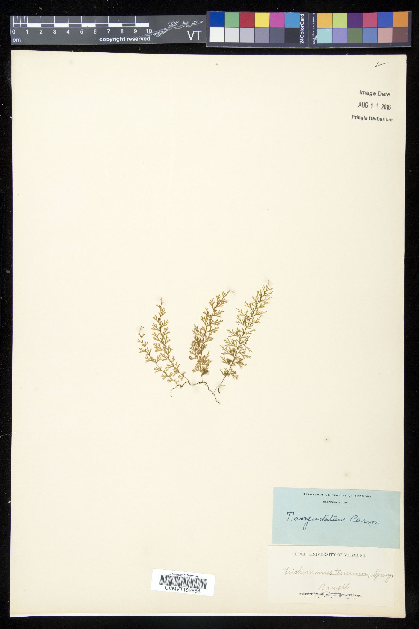 Trichomanes angustatum image