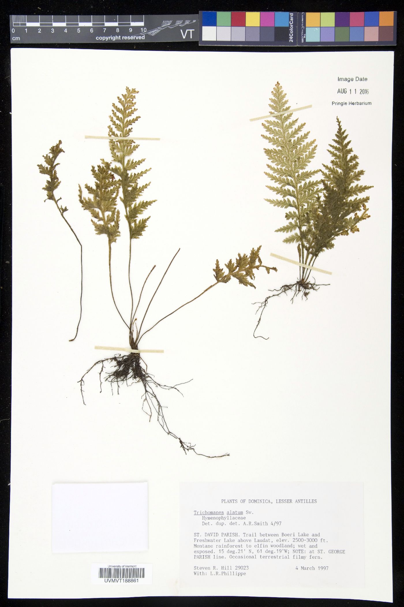 Trichomanes alatum image