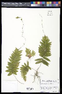 Trichomanes pinnatum image