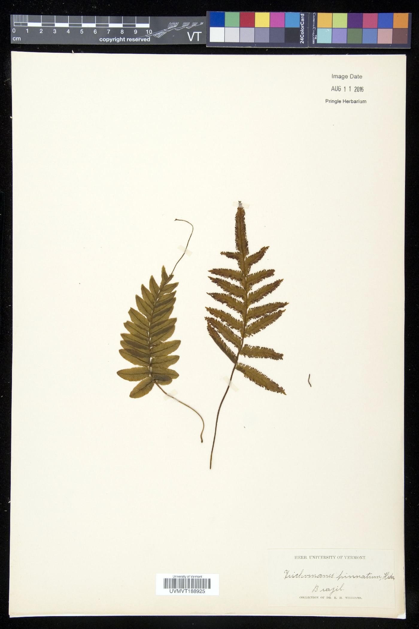 Trichomanes pinnatifidum image