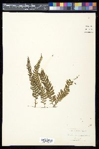 Trichomanes radicans image