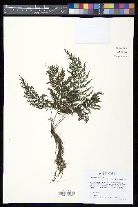 Trichomanes rigidum image
