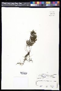 Trichomanes rigidum image