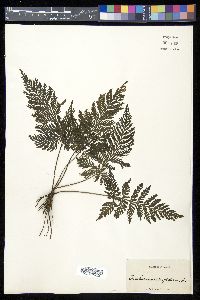 Trichomanes rigidum image
