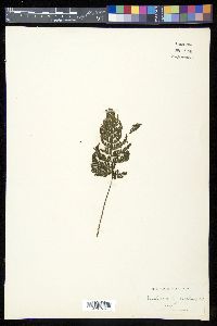 Trichomanes rigidum image