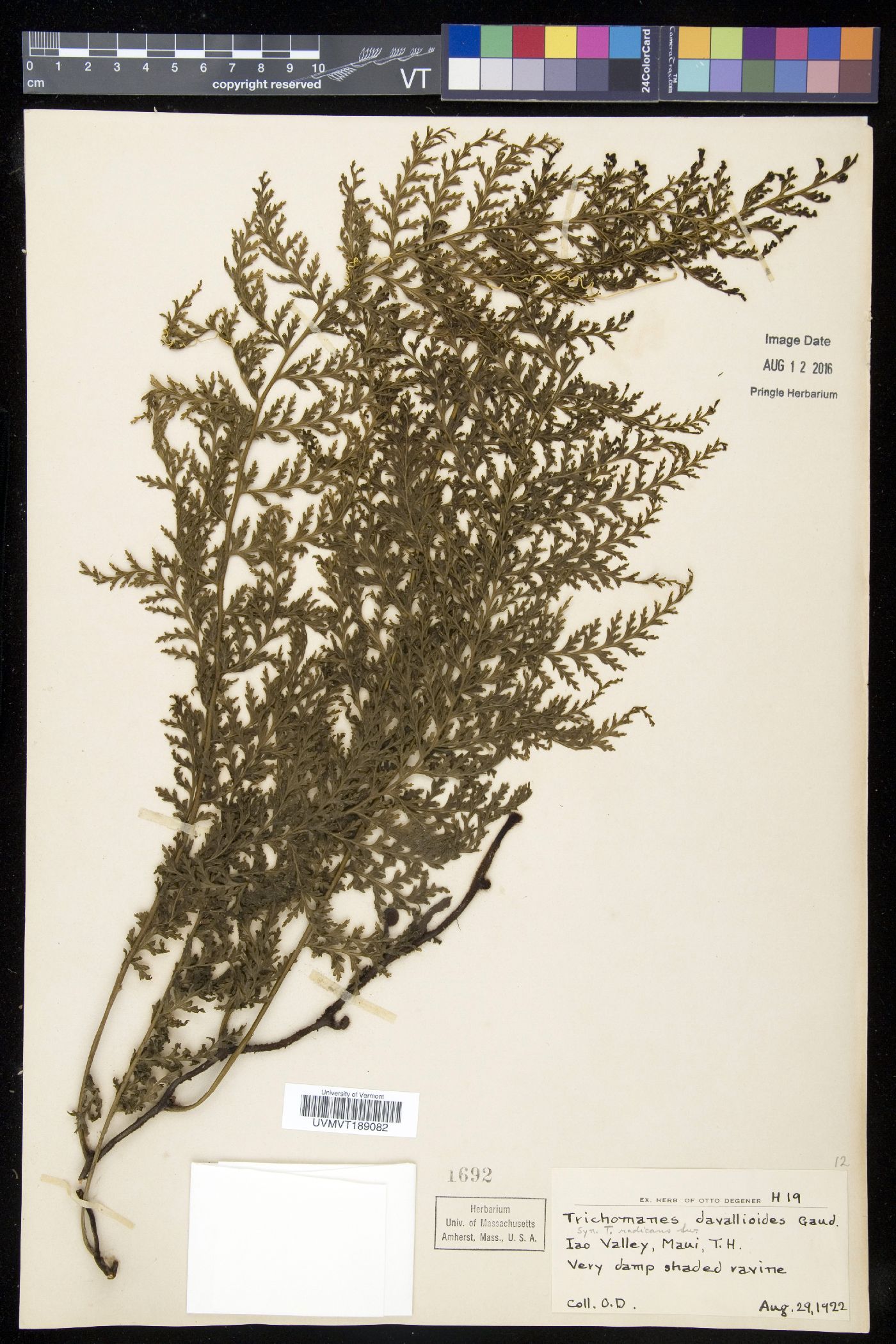 Trichomanes davallioides image