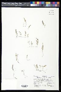 Polyphlebium colensoi image