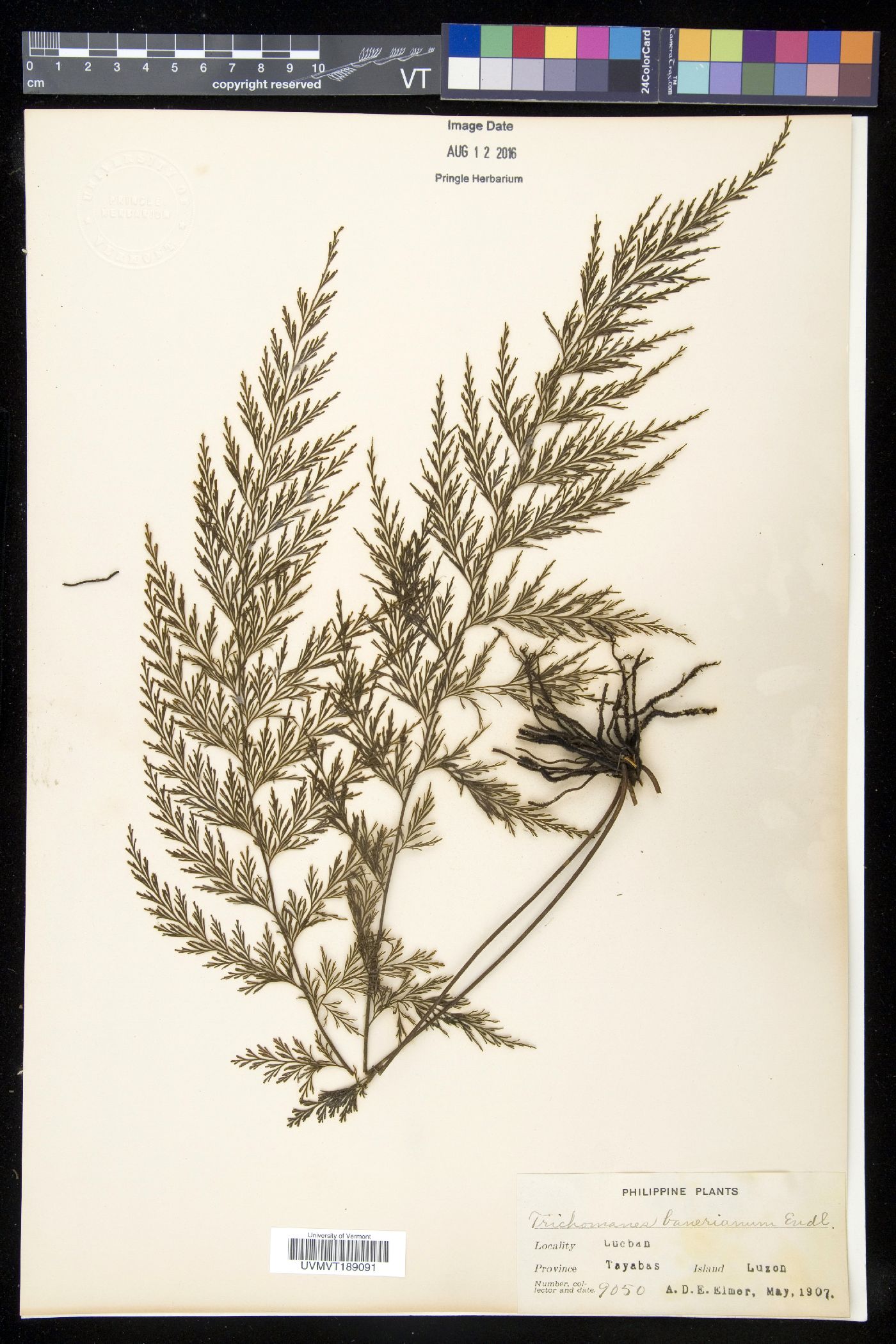 Crepidomanes grande image